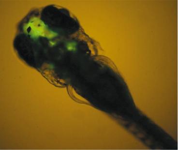Le cerveau des embryons de poisson devient fluorescent