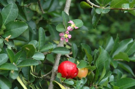 Acérola (Malpighia punicifolia L.)