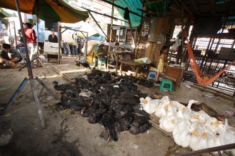 Un marché de volailles vivantes à Pnom Penh, au Cambodge