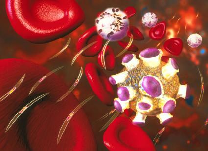 Globules rouges infectés par Plasmodium falciparum (image de synthèse)