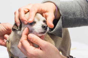 Comment appliquer les soins oculaires et collyres aux chiens et chats