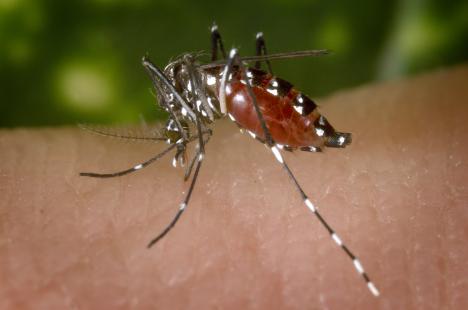 Aedes albopictus, connu sous le nom de moustique tigre, capable de transmettre 26 virus, a colonisé le monde entier