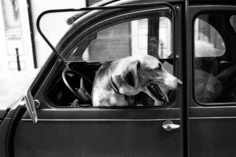 Ne jamais laisser un animal attendre dans une voiture, même si les fenêtres sont entre-ouvertes et même pour quelques minutes