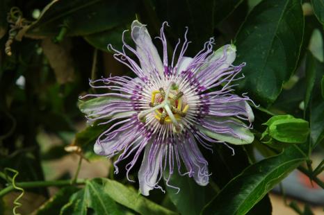 Passiflore, Passiflora incarnata