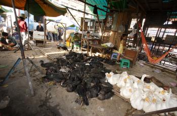 Grippe aviaire : l’histoire d’une panzootie